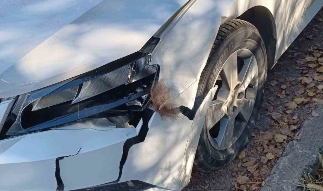 Erzurum’un İspir ilçesinde yola çıkan boz ayı otomobilde hasara neden