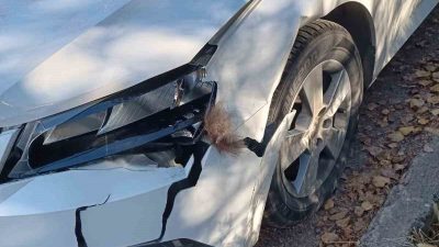 Erzurum’un İspir ilçesinde yola çıkan boz ayı otomobilde hasara neden