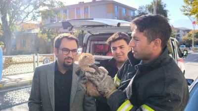 Erzincan’da aracın motor kısmına sıkışan yavru kedi, itfaiye ekiplerinin müdahalesiyle