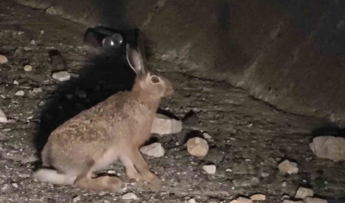 Erzurum’un Uzundere ilçesinde yabani tavşan görüntülendi. Uzundere ilçesinde aracın ışığını