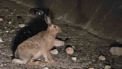 Erzurum’un Uzundere ilçesinde yabani tavşan görüntülendi. Uzundere ilçesinde aracın ışığını