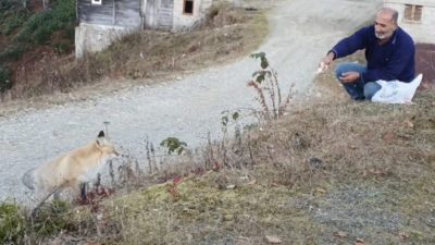 Rize’nin Çamlıhemşin ilçesine bağlı Pimbilona Yaylası’nda yaşanan sıra dışı dostluk
