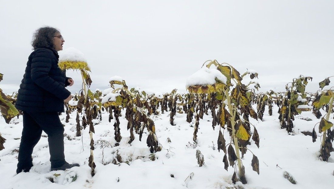 Prof. Dr. Mehmet Kavukcu, karlı bir ayçiçeği tarlasında gerçekleştirdiği “Ego”