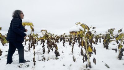 Prof. Dr. Mehmet Kavukcu, karlı bir ayçiçeği tarlasında gerçekleştirdiği “Ego”