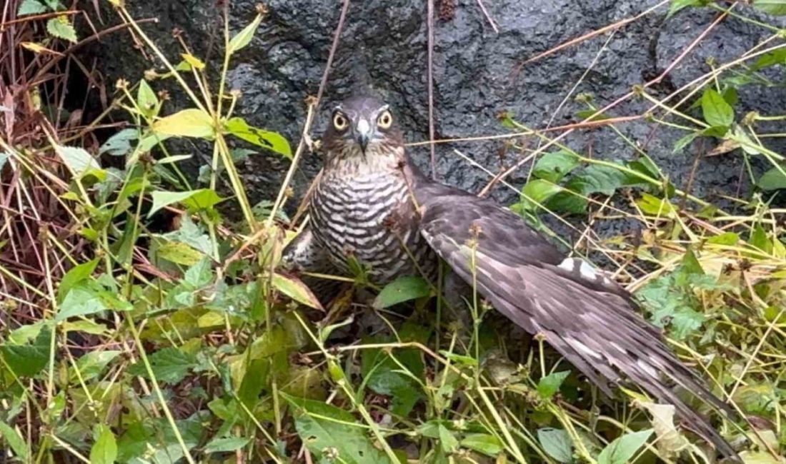 Rize’de bu yıl 3.’sü düzenlenen ‘Atmaca Salma Festivali’ renkli görüntülere