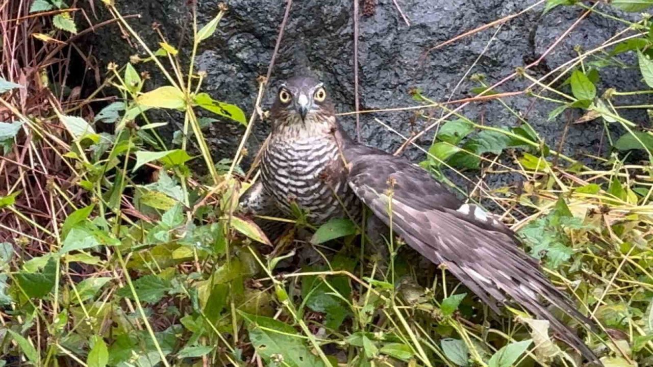 Rize’de bu yıl 3.’sü düzenlenen ‘Atmaca Salma Festivali’ renkli görüntülere