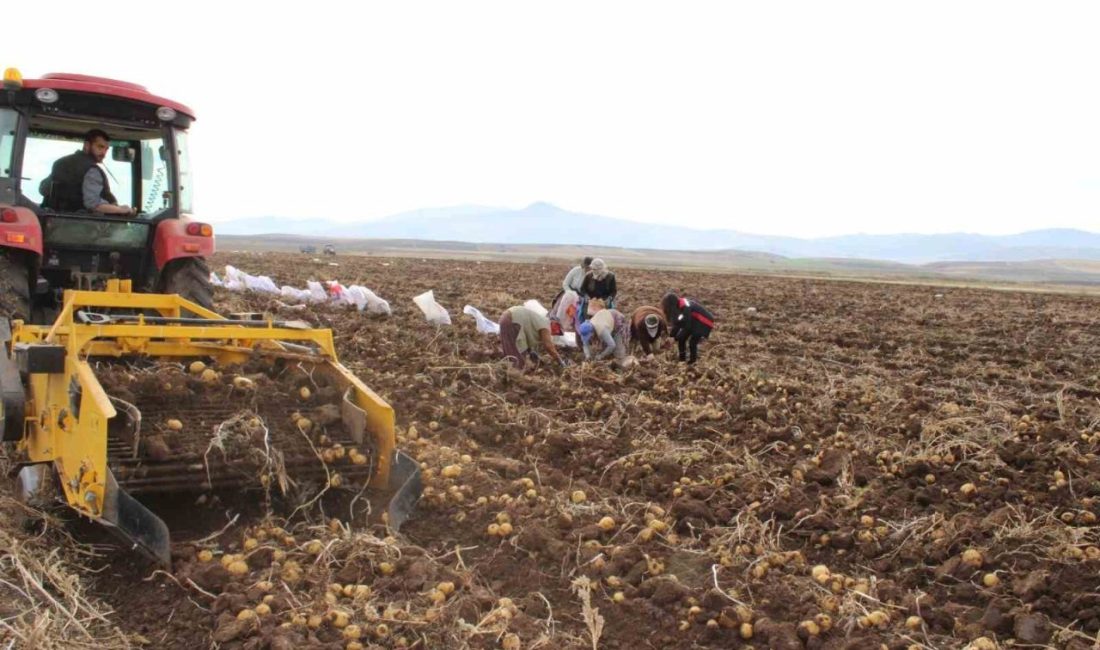 Erzincan’ın Tercan ilçesinde kışlık patates hasadı sürerken, kaliteli ve lezzetli