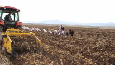 Erzincan’ın Tercan ilçesinde kışlık patates hasadı sürerken, kaliteli ve lezzetli