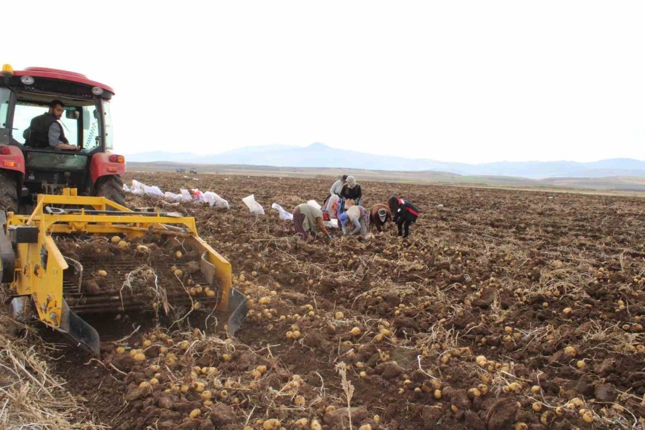 Erzincan’ın Tercan ilçesinde kışlık patates hasadı sürerken, kaliteli ve lezzetli
