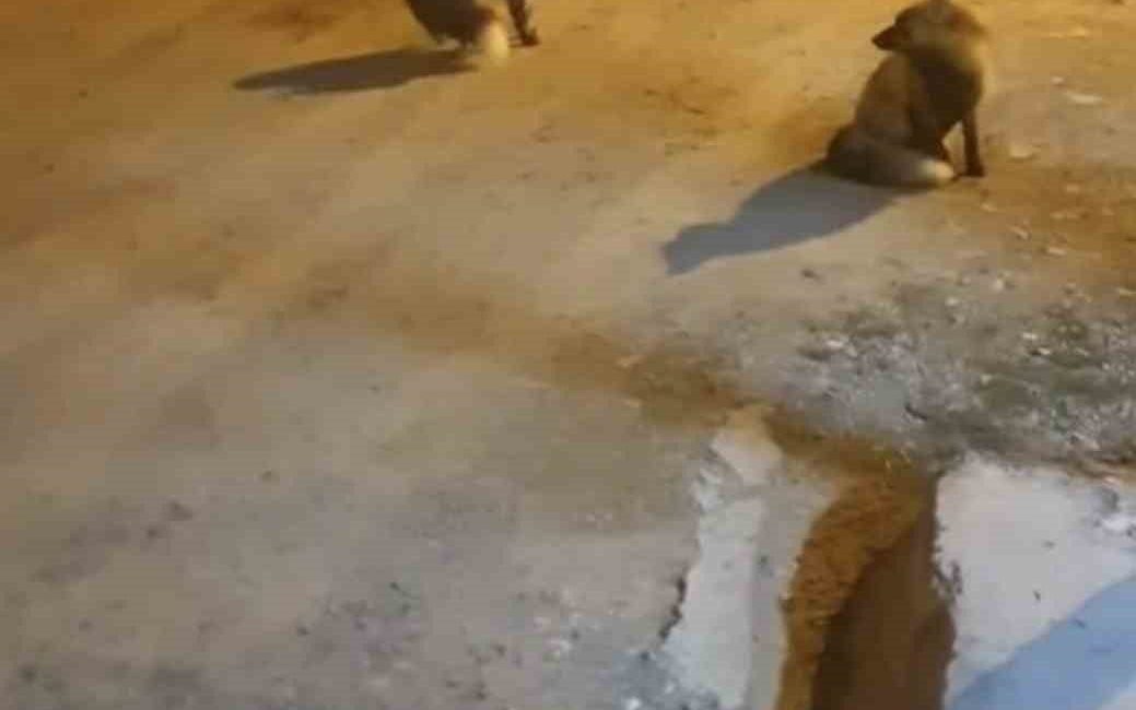 Trabzon’un Köprübaşı ilçesi Taşlı Yaylası’nda yaz aylarında kasaplık yapan 61