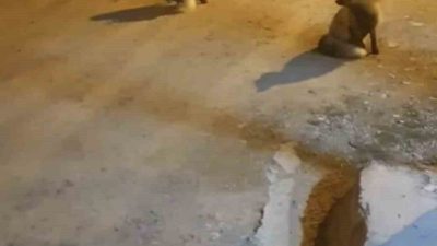 Trabzon’un Köprübaşı ilçesi Taşlı Yaylası’nda yaz aylarında kasaplık yapan 61