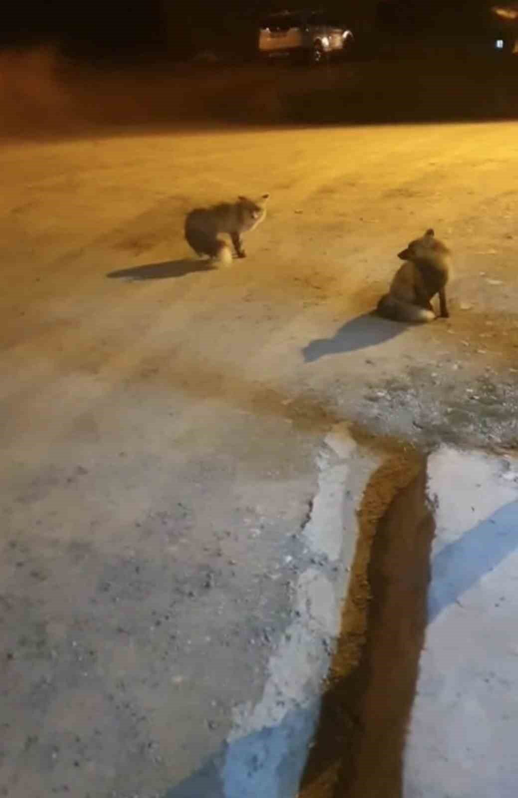 Trabzon’un Köprübaşı ilçesi Taşlı Yaylası’nda yaz aylarında kasaplık yapan 61