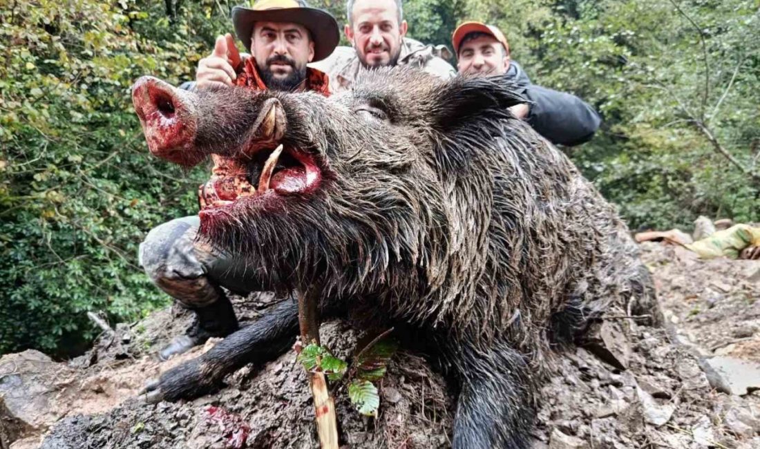 Trabzon’un Araklı ilçesinde artan domuz popülasyonuna karşı mücadele kapsamında gerçekleştirilen