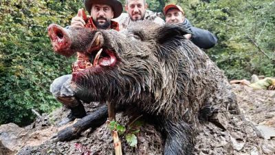 Trabzon’un Araklı ilçesinde artan domuz popülasyonuna karşı mücadele kapsamında gerçekleştirilen