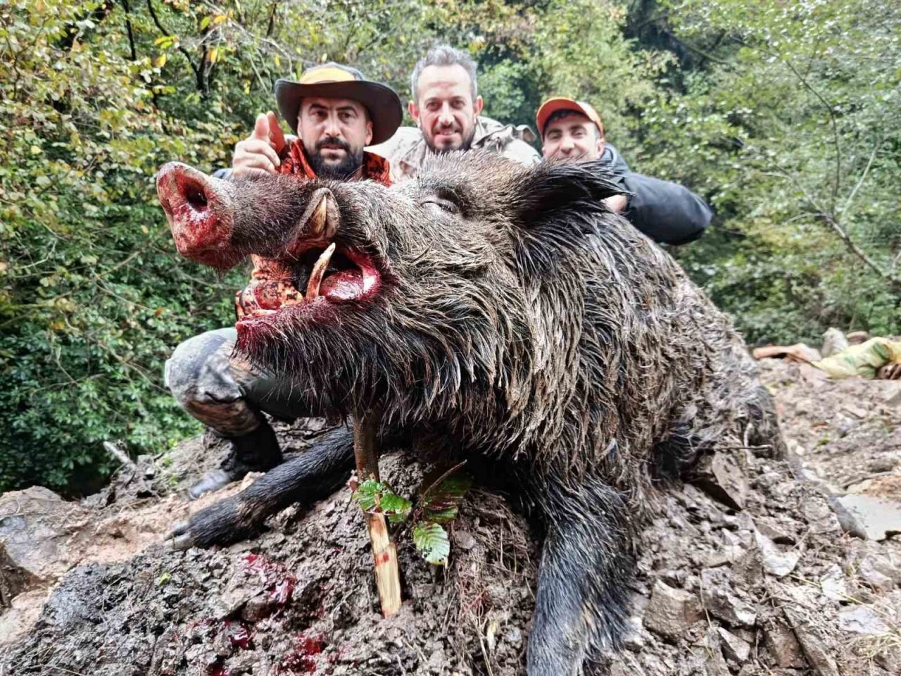 Trabzon’un Araklı ilçesinde artan domuz popülasyonuna karşı mücadele kapsamında gerçekleştirilen