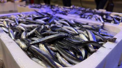 Balık sezonunun açılmasıyla birlikte Erzincan’da tezgâhlar taze balıklarla doldu. Kentte