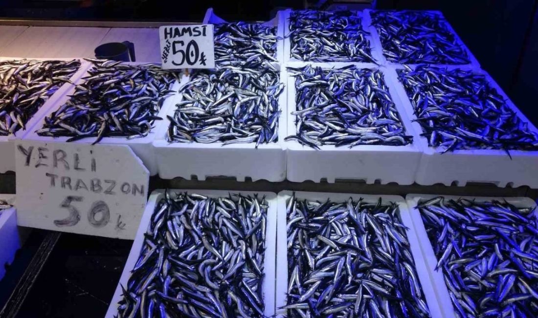 Karadeniz’de bu yıl hamsi bolluğu yaşanıyor. Geçen yıl palamutun bol