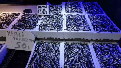 Karadeniz’de bu yıl hamsi bolluğu yaşanıyor. Geçen yıl palamutun bol