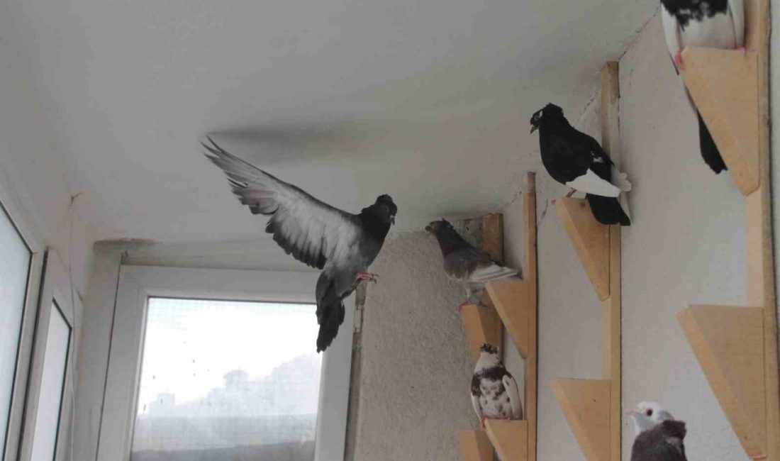 Dünya kuş literatüründe “Türk fısıldayıcısı” olarak bilinen ve yöre halkı