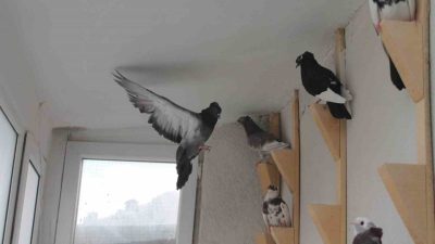 Dünya kuş literatüründe “Türk fısıldayıcısı” olarak bilinen ve yöre halkı