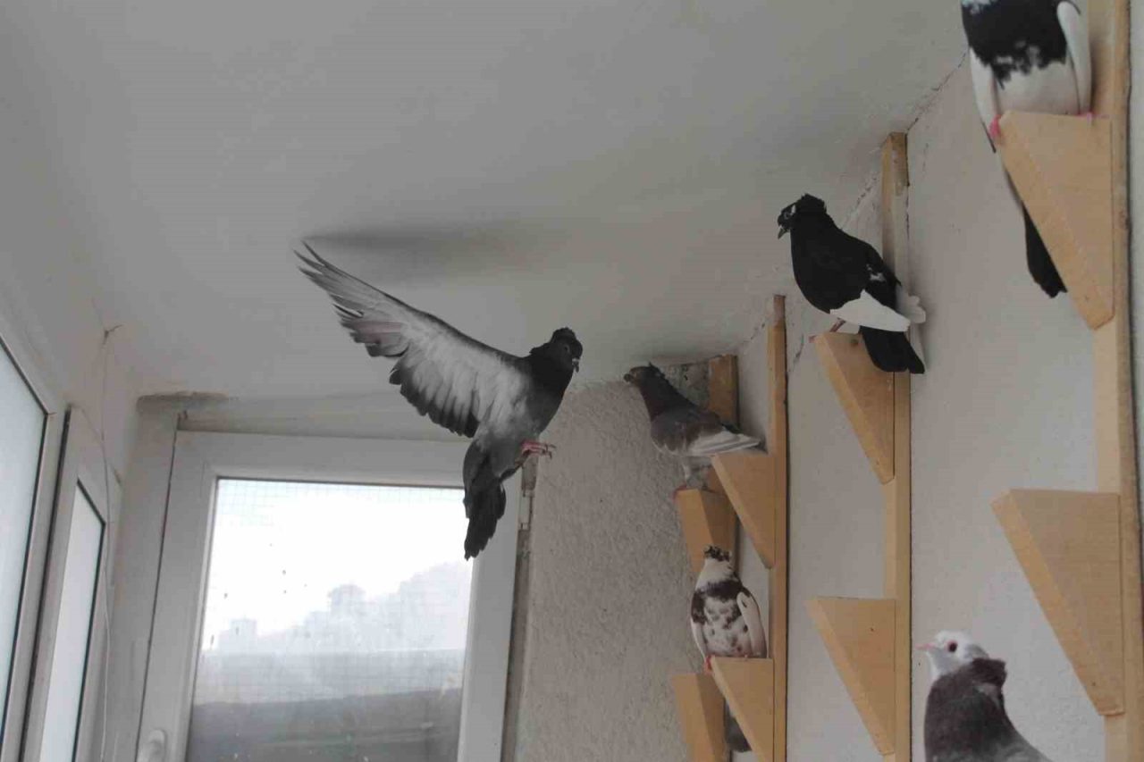 Dünya kuş literatüründe “Türk fısıldayıcısı” olarak bilinen ve yöre halkı