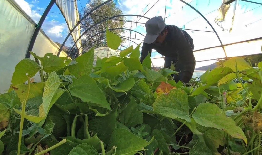 Erzurum’un İspir ilçesinde yetiştirilen dünyaca ünlü İspir fasulyesi, artık sadece