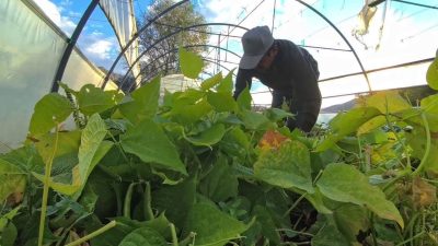 Erzurum’un İspir ilçesinde yetiştirilen dünyaca ünlü İspir fasulyesi, artık sadece