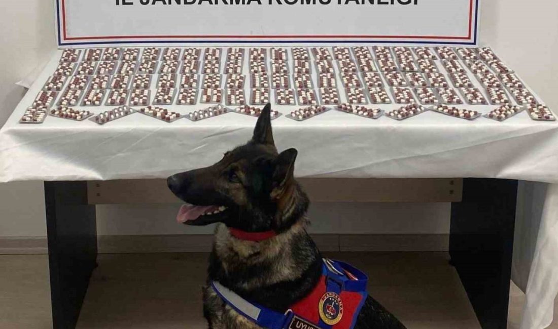 Kastamonu’nun Tosya ilçesinde jandarma ekiplerince düzenlenen operasyonda bin 344 adet