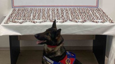 Kastamonu’nun Tosya ilçesinde jandarma ekiplerince düzenlenen operasyonda bin 344 adet