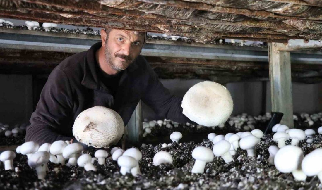 Erzurum’un Oltu ilçesinde kültür mantarı üretimi yapan Murat Özmen, yılın