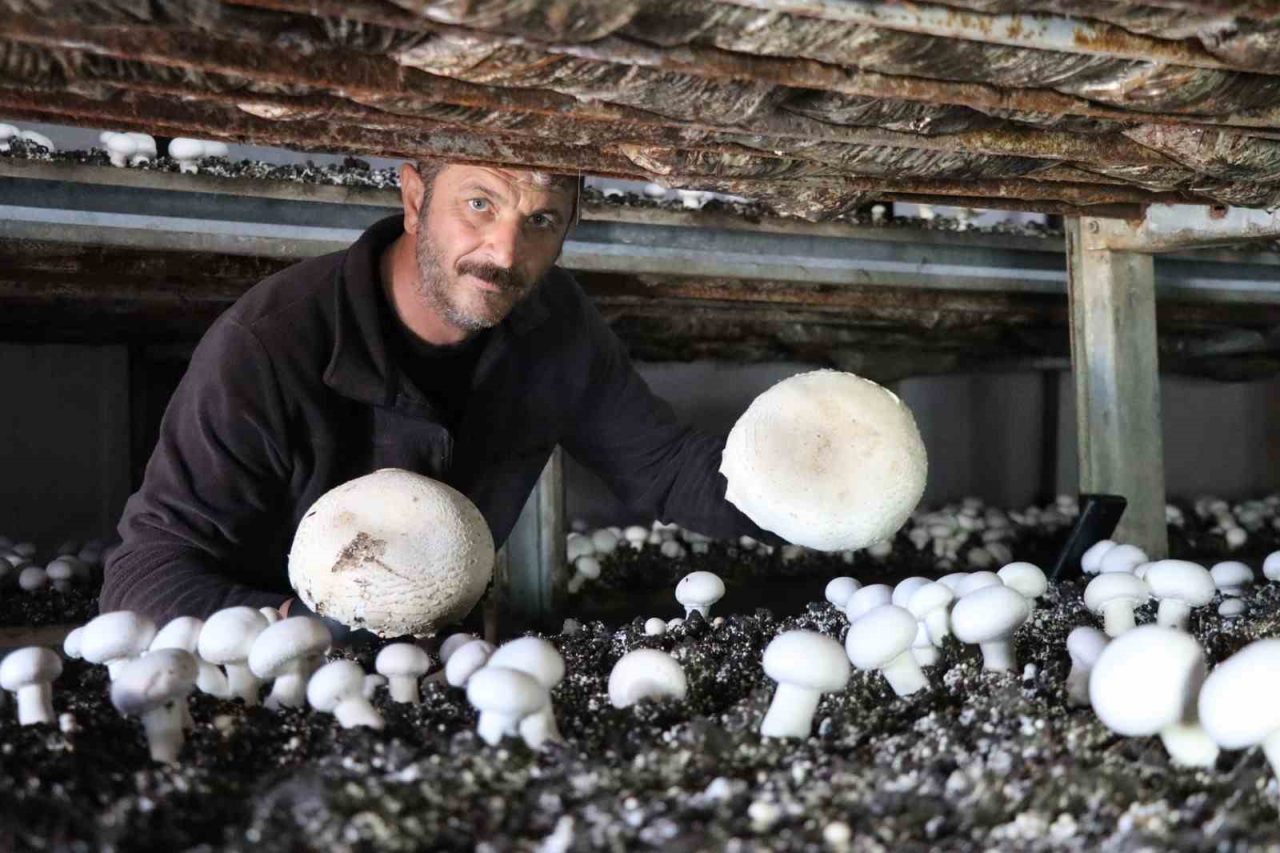 Erzurum’un Oltu ilçesinde kültür mantarı üretimi yapan Murat Özmen, yılın