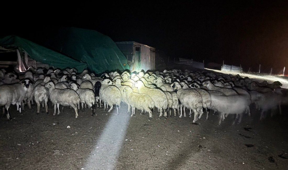 Erzincan’ın Kemah ilçesinde yoğun sis nedeniyle merada kaybolan 200 koyun,