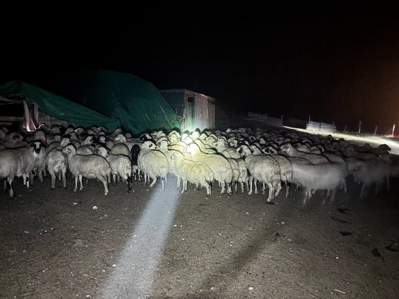 Erzincan’ın Kemah ilçesinde yoğun sis nedeniyle merada kaybolan 200 koyun,