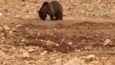 Gümüşhane’nin Şiran ilçesinde köye giden vatandaşlar, yiyecek aradığını fark ettikleri