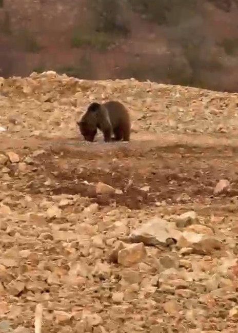 Gümüşhane’nin Şiran ilçesinde köye giden vatandaşlar, yiyecek aradığını fark ettikleri