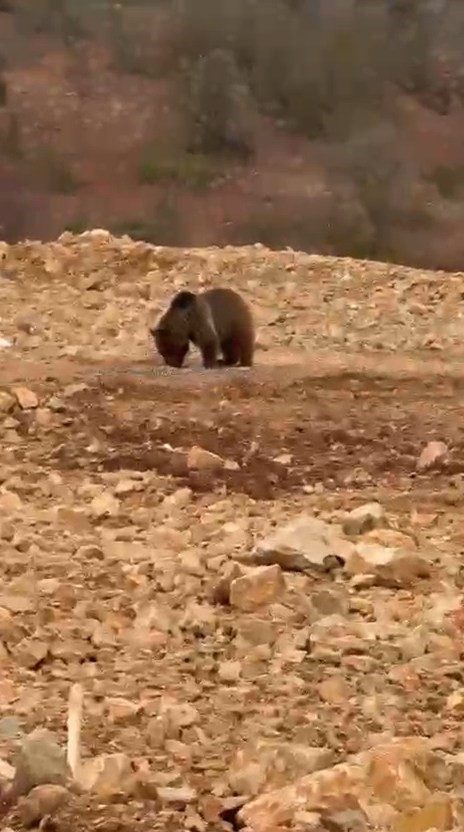 Gümüşhane’nin Şiran ilçesinde köye giden vatandaşlar, yiyecek aradığını fark ettikleri