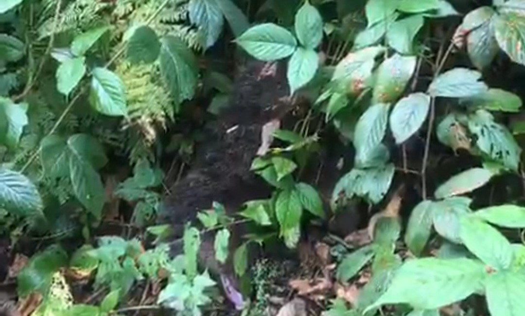 Rize’nin Çamlıhemşin ilçesine bağlı Ayder Yaylası’nda bir ağaca tırmandıktan sonra