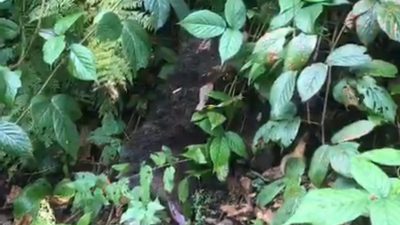 Rize’nin Çamlıhemşin ilçesine bağlı Ayder Yaylası’nda bir ağaca tırmandıktan sonra