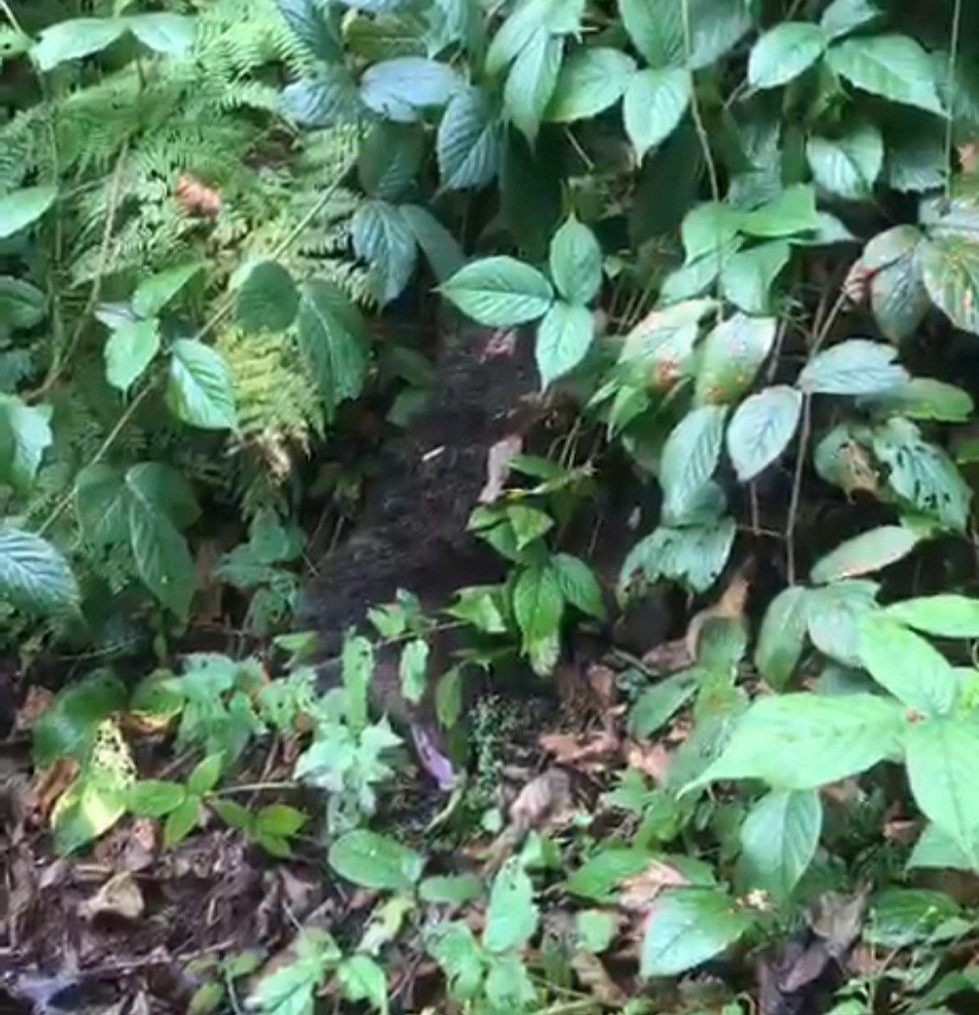 Rize’nin Çamlıhemşin ilçesine bağlı Ayder Yaylası’nda bir ağaca tırmandıktan sonra