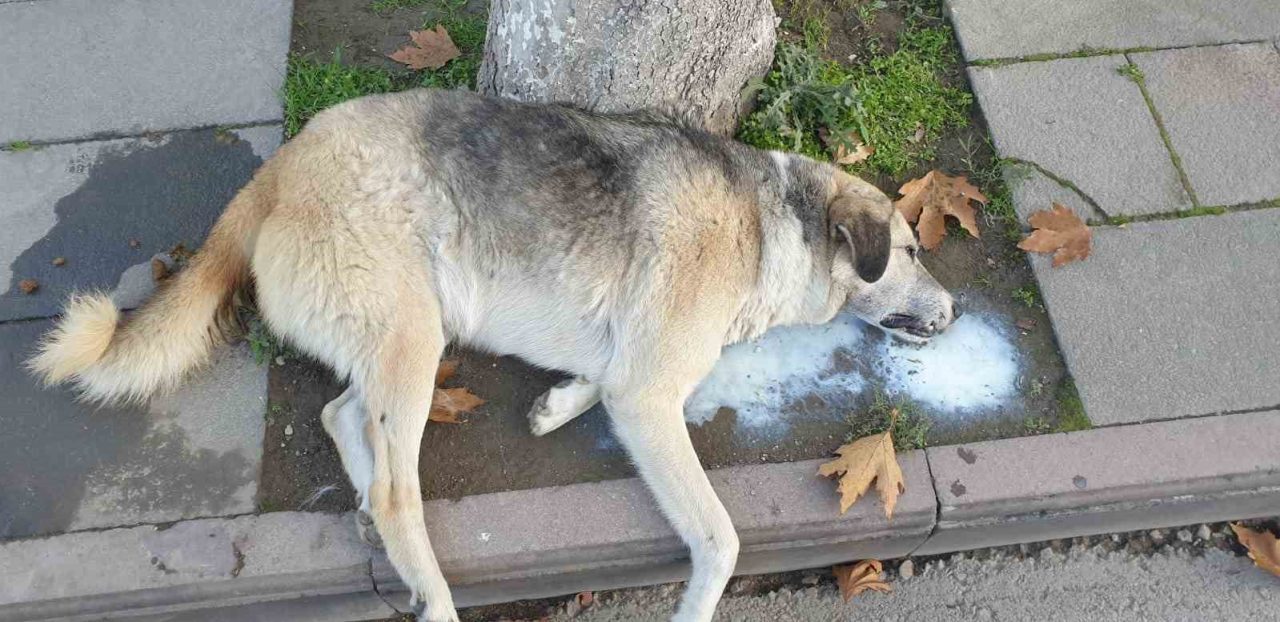 Amasya’da şehrin göbeğinde bir köpek ve çok sayıda kedi ölü
