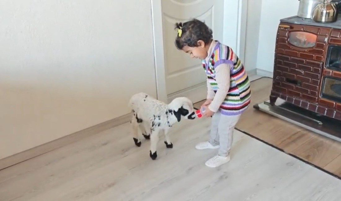 Erzincan’da 3 yaşındaki Ezo’nun annesi tarafından reddedilen “Pırıl” isimli kuzuya