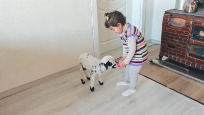 Erzincan’da 3 yaşındaki Ezo’nun annesi tarafından reddedilen “Pırıl” isimli kuzuya