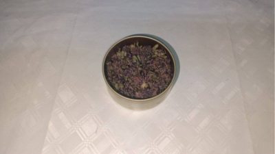 Artvin’de endemik Yayla Çayı Çiçeği’ni yasa dışı yollarla Gürcistan’a çıkarmaya