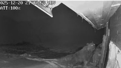 Doğu Karadeniz’de ayılar kar ve kışın gelmesine rağmen kış uykusuna