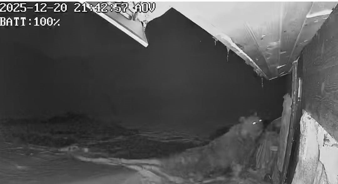 Doğu Karadeniz’de ayılar kar ve kışın gelmesine rağmen kış uykusuna