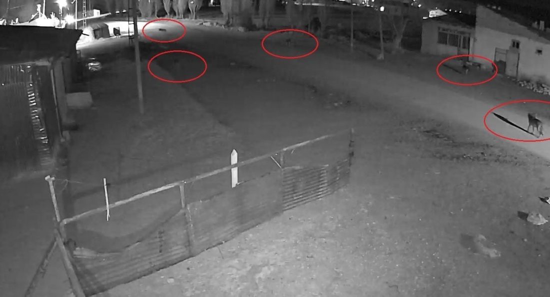 Kış aylarında yiyecek bulmakta zorlanan ve Oruçbeyli köyünün yerleşim alanına