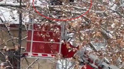 Bayburt’ta ağaç dallarına takılan karga, itfaiye ekiplerinin çalışmasıyla kurtarıldı. Valiliğinin