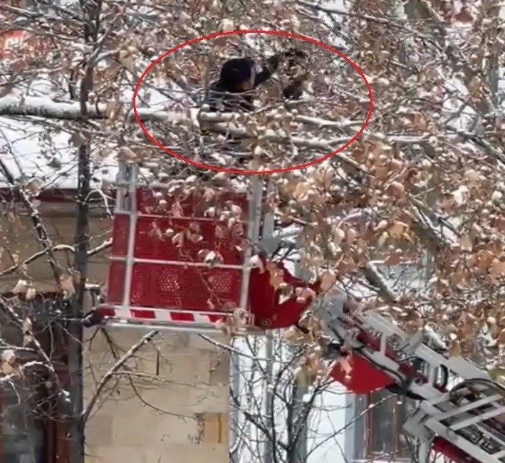 Bayburt’ta ağaç dallarına takılan karga, itfaiye ekiplerinin çalışmasıyla kurtarıldı. Valiliğinin