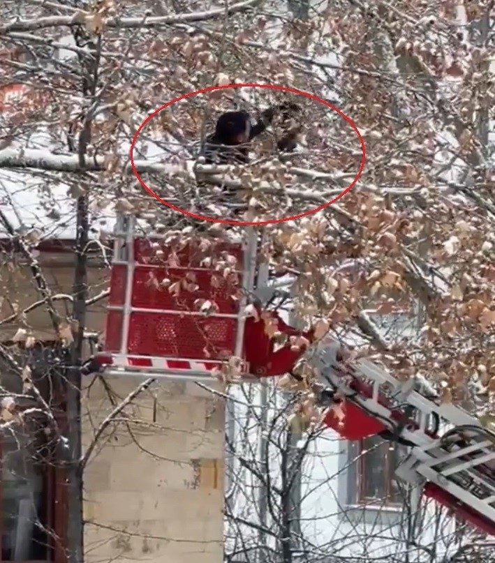 Bayburt’ta ağaç dallarına takılan karga, itfaiye ekiplerinin çalışmasıyla kurtarıldı. Valiliğinin