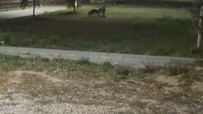 Bayburt’ta şehir merkezine inen iki tilki, gece saatlerinde birbirleriyle oynarken